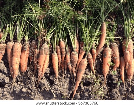 Carrot harvest