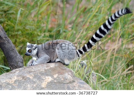 Picture of a beautiful Ring-tailed Lemur from Madagascar