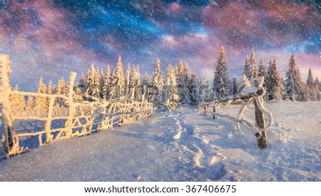 Colorful winter scene during heavy snowfall in the mountain forest. 