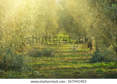 Olive tree garden in Tuskany, Italy. Natural agricultural sunny background 