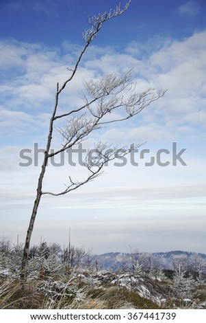 Lonely frozen tree on top of a mountain in winter scenery