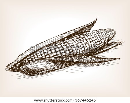 Ear of corn sketch style vector illustration. Old hand drawn engraving imitation. Vegetable food illustration