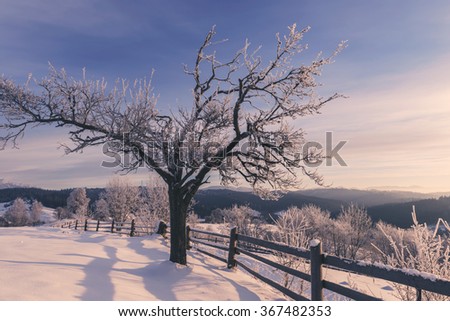 Beautiful winter landscape with frosted tree and snow at the sunrise in soft light - nature background