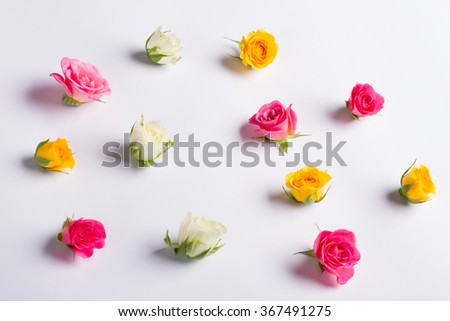 Beautiful flowers background. Colorful roses on a white background.