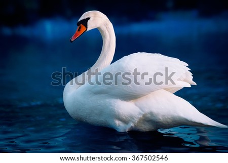 Swan swimming in a lake in the blue fog at the sunset.