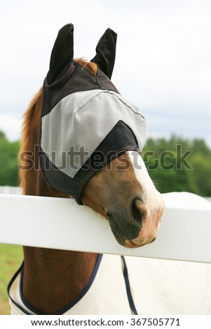 A horse standing looking over a fence with a fly mask on Royalty-Free Stock Photo #367505771