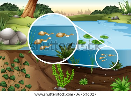 Tadpoles swimming in a pond illustration
