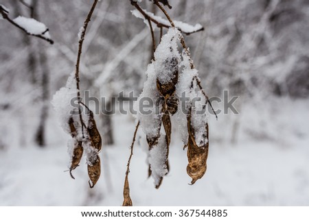 Branches covered with snow in the woods