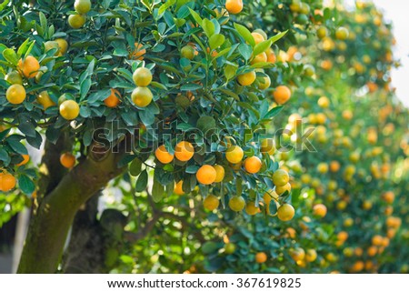 Kumquat tree under water sprays, the symbol of Vietnamese lunar new year. In nearly every household, crucial purchases for Tet include the peach "hoa dao" and kumquat plant Royalty-Free Stock Photo #367619825