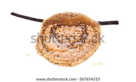 center focus Honeycomb close up isolated on the white background