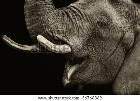 Portrait of elephant against dark background. Sepia tone.