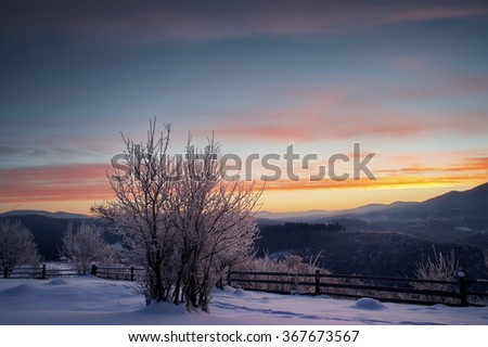 trees covered by snow and blue cloudy sky on sunrise. natural winter background 