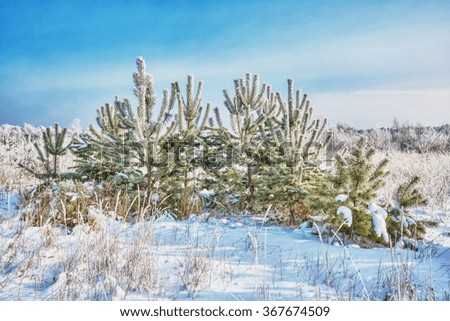 Winter landscape. Young pines middle of snowy field.