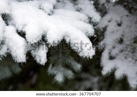 Pine branches covered with white snow.