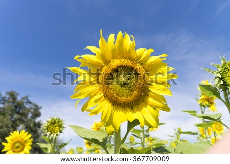 portrait of a sunflower in the field