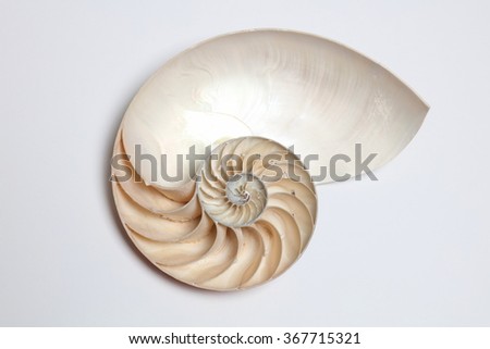 A perfect and amazing fibonacci pattern in a nautilus shell Royalty-Free Stock Photo #367715321