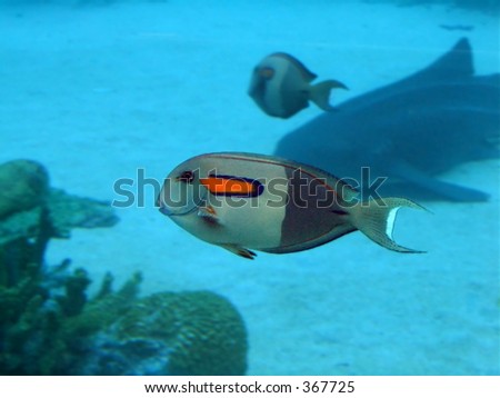 Orange-Spot Surgeonfish in coral reef