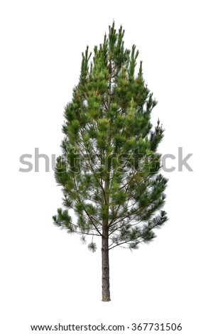 Pine tree isolated on white background. This has clipping path. Royalty-Free Stock Photo #367731506