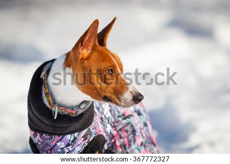 Basenji dog walking in the park in winter. Sunny day, cold. A lot of snow