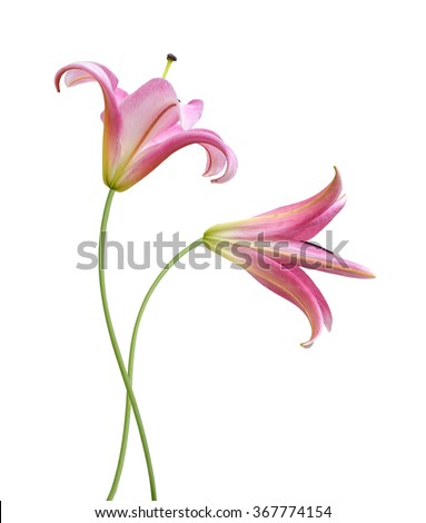 Pink Lily flower isolated on a white background Royalty-Free Stock Photo #367774154