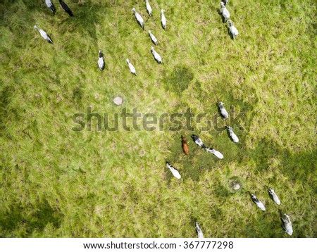 Cows on a Farm in Rural Area in Sao Paulo, Brazil Royalty-Free Stock Photo #367777298