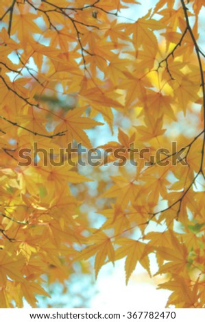 Autumn blurry background
