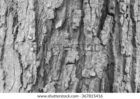 tree bark texture in black and white