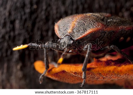 Bedbug on orange fungus close-up - hemiptera