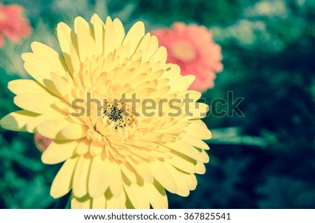 Gerbera  flower in vintage process tone color
