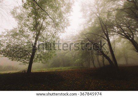 misty forest in morning