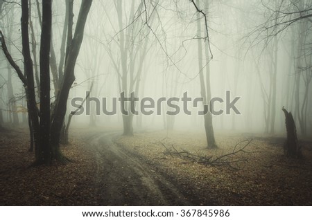 misty forest path