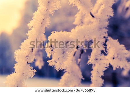 Tree branches under snow in the sunlight. Close-up view, image in the orange-blue toning