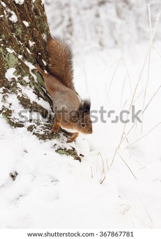squirrel on a tree in winter time