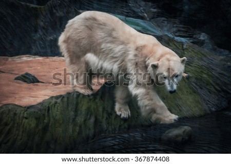 Picture of a polar bear in a zoo in Prague, Czeck Republic