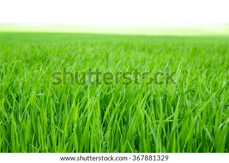 young wheat, green field, sunny day