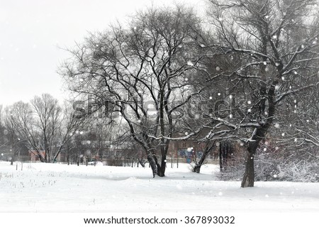 landscape winter park trees 