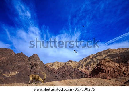 Sharp-horned mountain goat in the Eilat Mountains.Warm January day