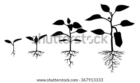 Vector illustrations of Set of silhouettes of peppers plants at different stages Royalty-Free Stock Photo #367913333