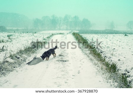 Dog walking on the green field cowered with first snow