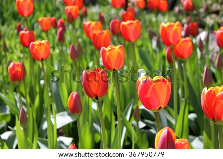 Tulip Background Royalty-Free Stock Photo #367950779