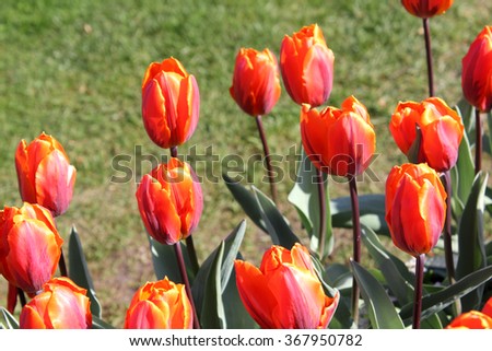 Tulip Background Royalty-Free Stock Photo #367950782