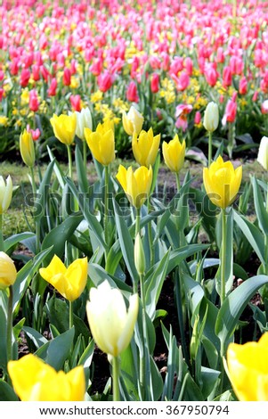 Tulip Background Royalty-Free Stock Photo #367950794
