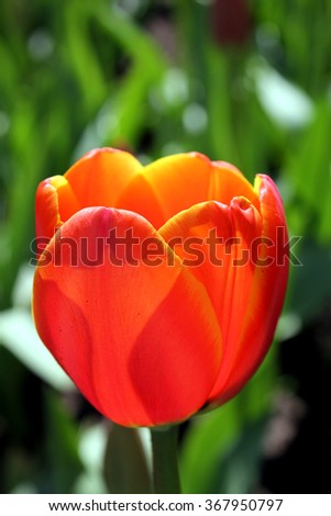 Tulip Background Royalty-Free Stock Photo #367950797
