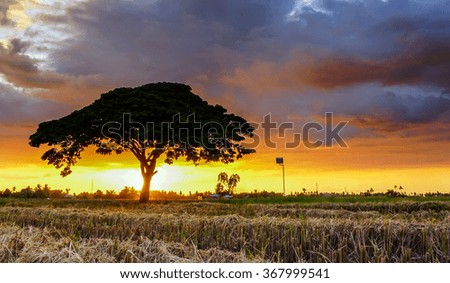 tree on paddy field during sunset