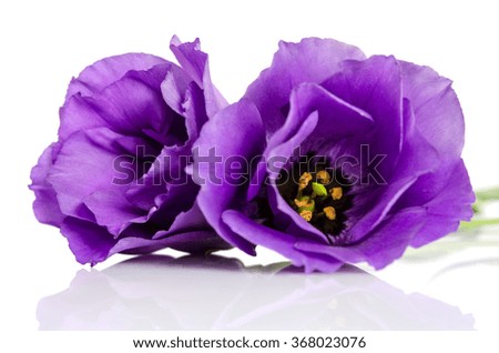 Beautiful violet eustoma flowers isolated on white background
