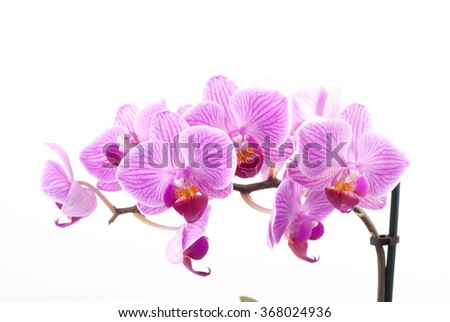 Pink orchid in pot on white background. 