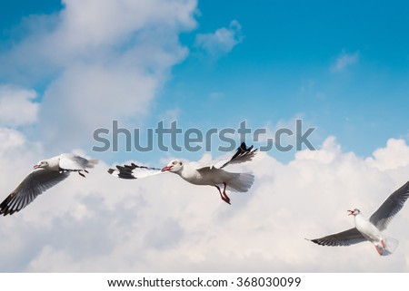 Seagulls flying in blue sky at Bangpu, Thailand