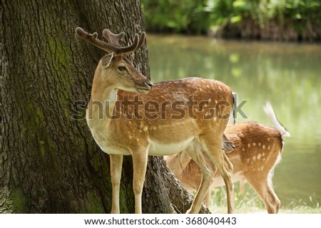 Fallow deer on Bradgate Park