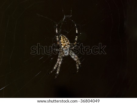 spider on a black background in large web terribly dangerous insect arachnid