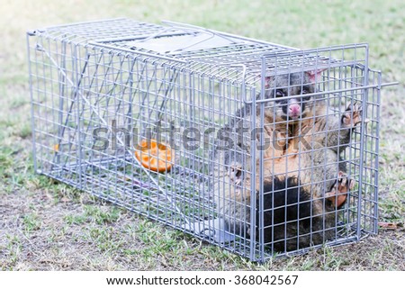 A brushtail possum is caught in a cage as a trap in Melbourne, Victoria, Australia